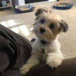 Adorable_5-month_old_male_havanese_puppy