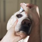Are_eye_ofloxacin_eye_drops_the_same_for_humans_and_dogs