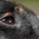 Bump_above_dog_s_eye