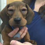 Can_i_give_my_dog_benadryl_for_a_swollen_face