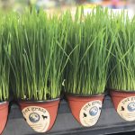 Can_i_grow_grass_for_my_dog_to_eat