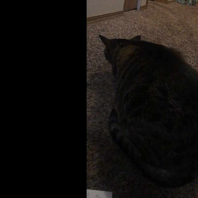 Cat Coughing Hairball But Nothing Comes Up