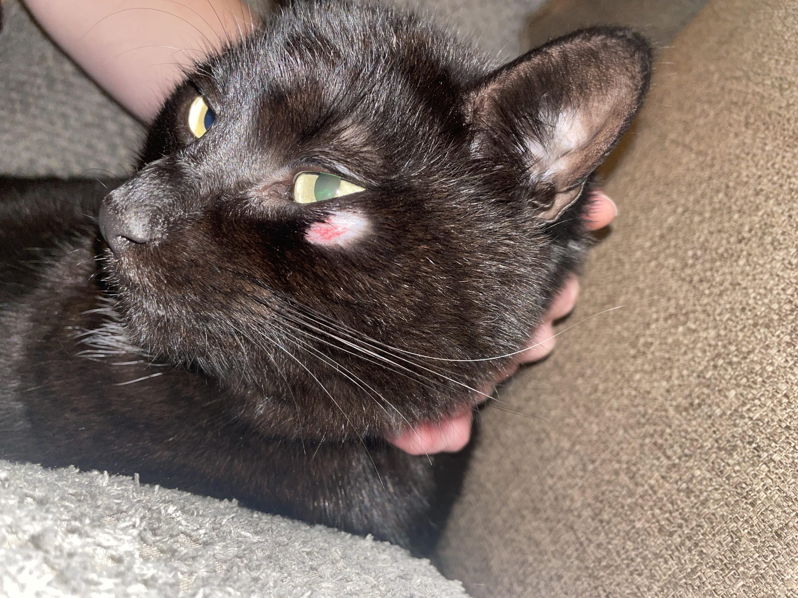 Cat Has Scratch Near Eye