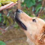 Dog_ate_one_grape_at_70lbs