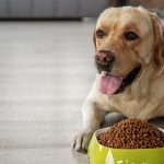 Glad labrador eating food on floor