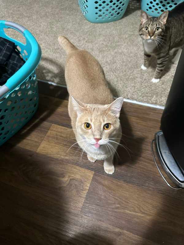 Are Cats Allergic to Onions_