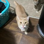 Are_cats_allergic_to_onions