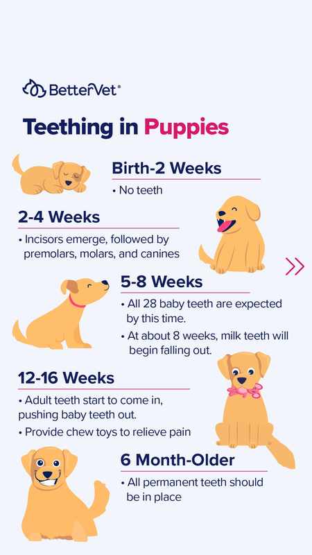 At What Age Do Puppies Lose Their Baby Teeth