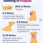 At_what_age_do_puppies_lose_their_baby_teeth