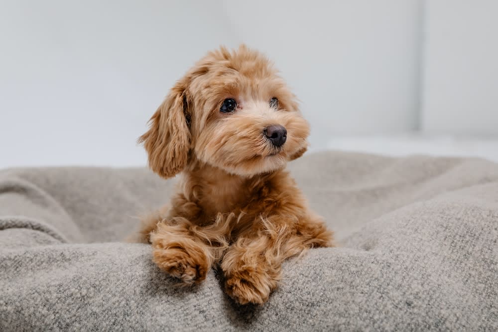 Best Mid-Size Dogs for Apartments