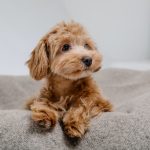 Best_mid-size_dogs_for_apartments