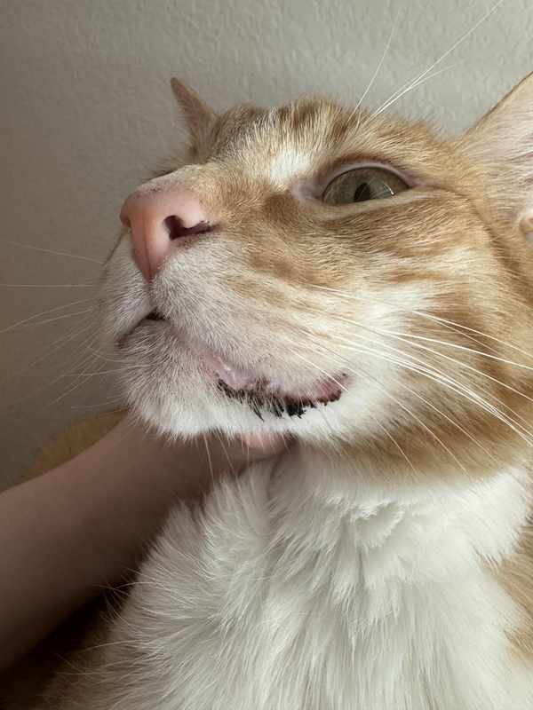 Black Crust Around Cat_s Mouth
