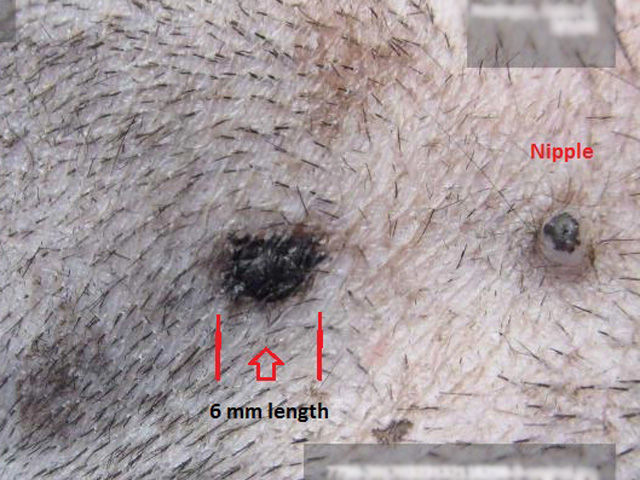 Black Raised Mole on Dog