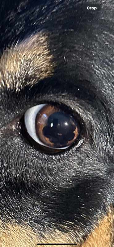 Black Spot On Dog Eye