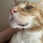 Black_crust_around_cat_s_mouth