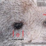 Black_raised_mole_on_dog