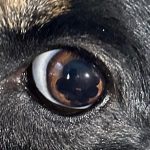 Black_spot_on_dog_eye