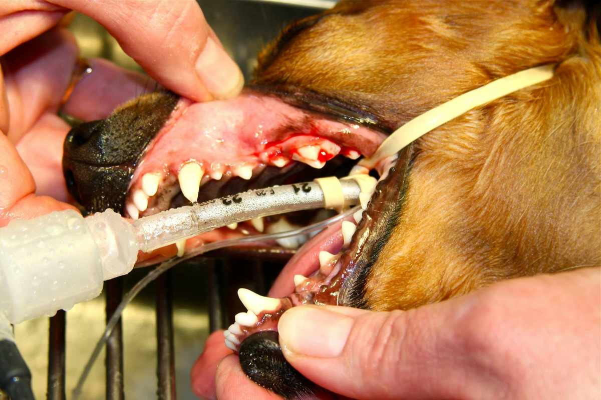 Bleeding Dog Gums