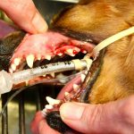 Bleeding_dog_gums