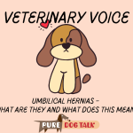 Breeding_a_dog_with_an_umbilical_hernia_repair