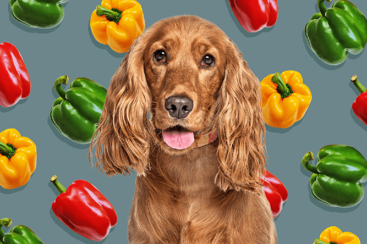 Can Dogs Eat Peppers_