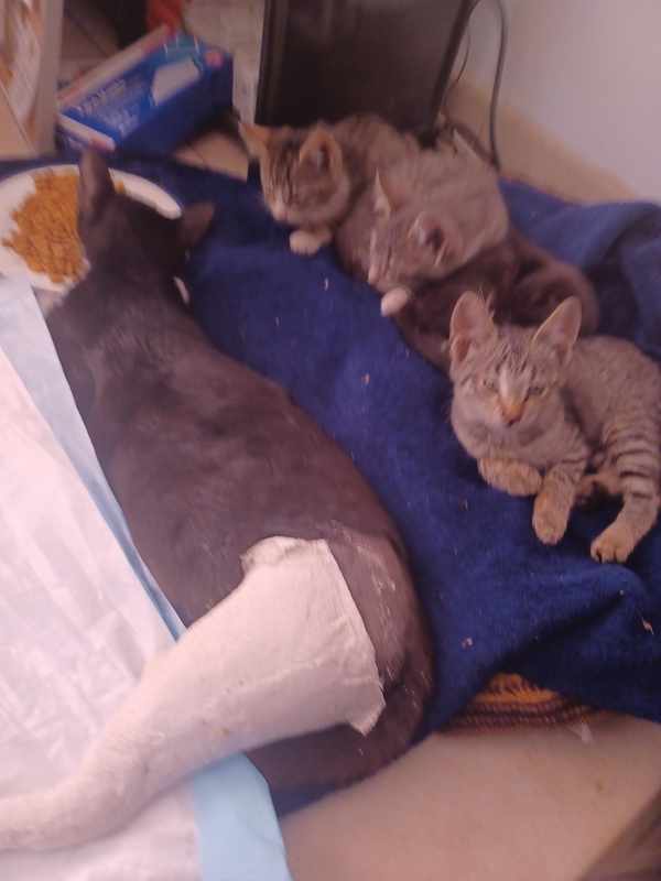Can a Stray Cat_s Broken Leg Heal on Its Own