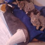 Can_a_stray_cat_s_broken_leg_heal_on_its_own