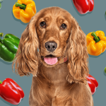 Can_dogs_eat_peppers