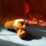 Can_guinea_pigs_eat_peaches