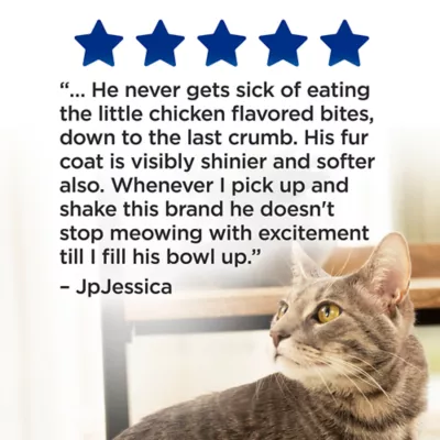 Cat Can_t Keep Dry Food Down