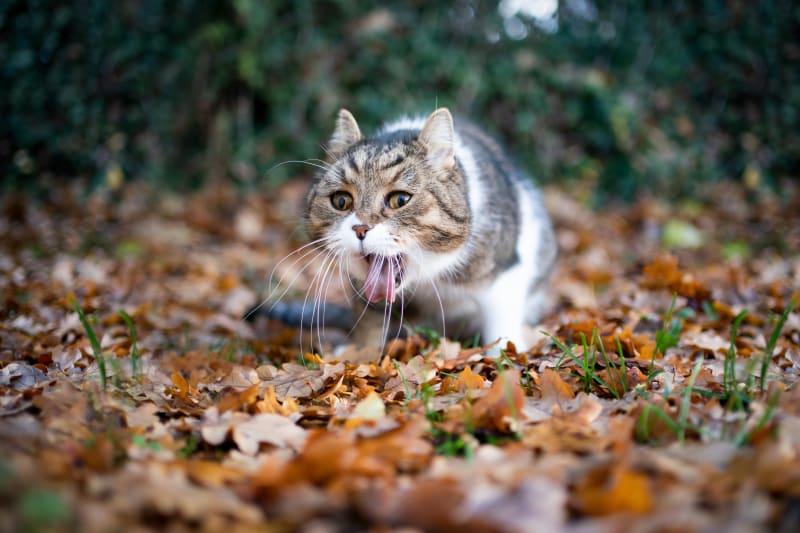 Cat Dry Heaving and Won_t Eat