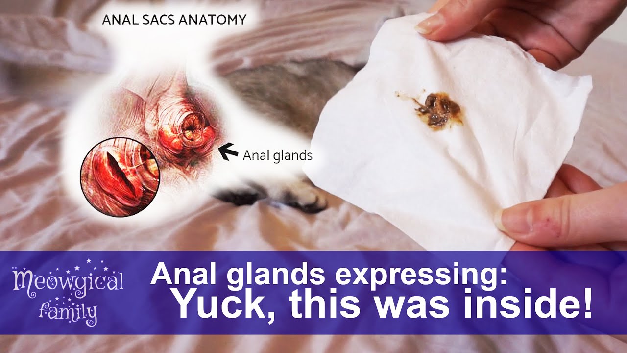 Cat Express Anal Gland
