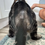 Cat Hair Loss on Back Near Tail_1
