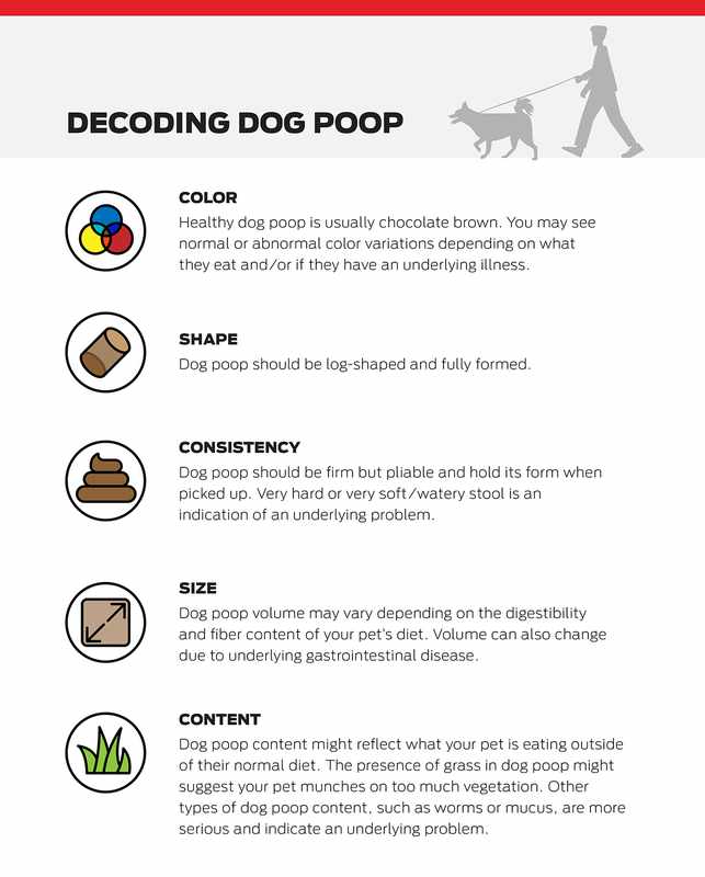 Cat Has Mucus and Slight Bloody Poop_ Understanding Feline Digestive Health