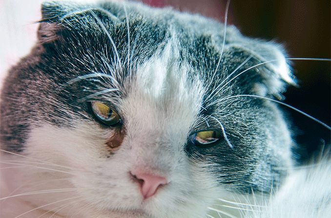 Cat Has a Watery Eye