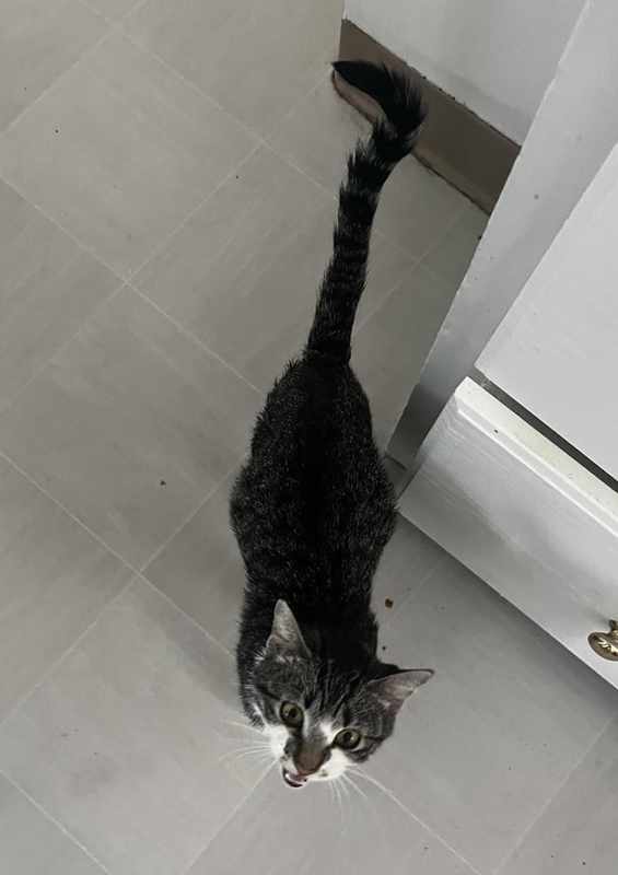 Cat with Distended Belly and Vomiting Excess Poop