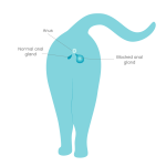 Cat_anal_gland_problem