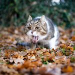 Cat_dry_heaving_and_won_t_eat