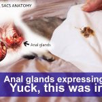 Cat_express_anal_gland