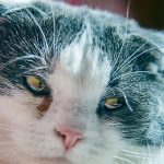 Cat_has_a_watery_eye