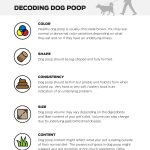 Guide to Types of Dog Poop – Decoding