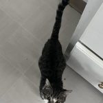 Cat_with_distended_belly_and_vomiting_excess_poop