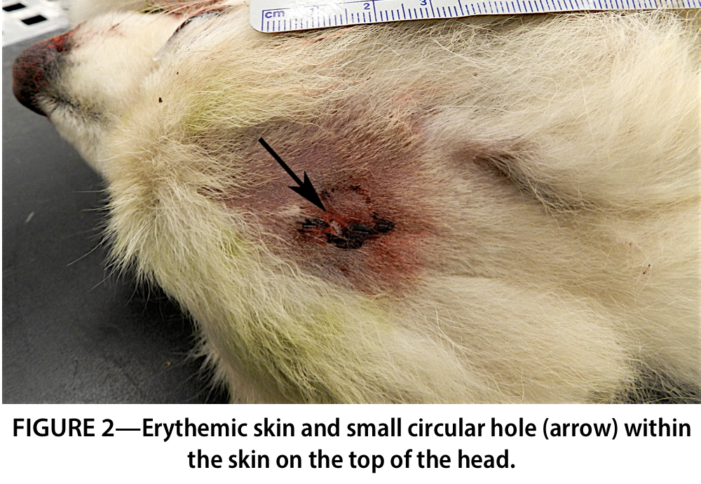 Circular Hole in Dog_s Skin