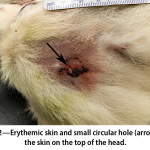 Circular_hole_in_dog_s_skin