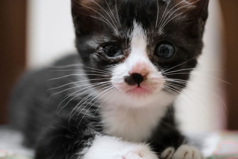 Everything You Need to Know About Baby Kitten Eye Ointment