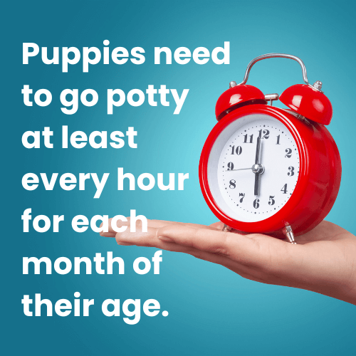 Regression Alert_ Potty Training Challenges with 5 Month Old Puppy