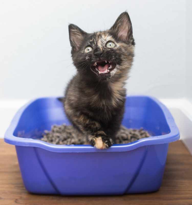 When a 6-Week Old Kitten Won_t Poop_ A Guide to Solving the Issue