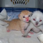 When_a_6-week_old_kitten_won_t_poop_a_guide_to_solving_the_issue