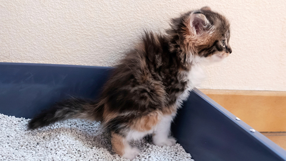 Why a 9 Month Old Kitten is Vomiting_ Causes _ Solutions
