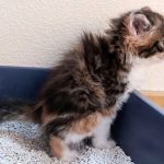 Why_a_9_month_old_kitten_is_vomiting_causes_solutions